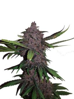 Crystal Meth Auto - картинка 8