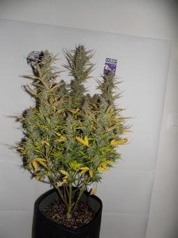 Fat Pete’s Cookies Auto - картинка 7