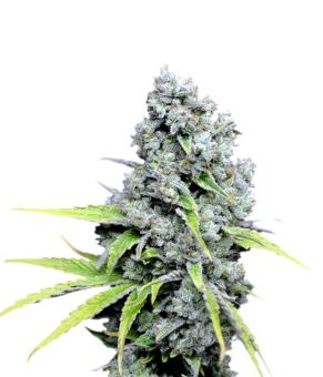 CBD Skunk Haze - картинка 2