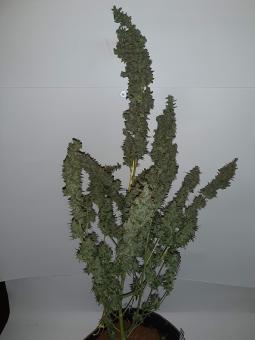 Critical Kush Auto - картинка 3