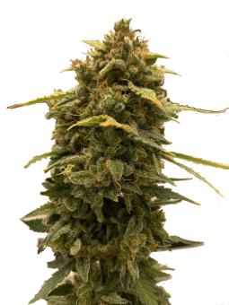 Skunk Auto - картинка 5