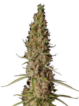 Wedding Glue Auto - картинка 12