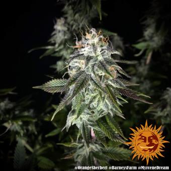 Orange Sherbert - картинка 6