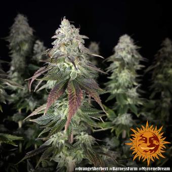 Orange Sherbert - картинка 8