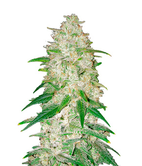 Gelato Auto - картинка 2
