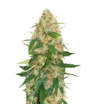 Auto Daiquiri Lime - картинка 5