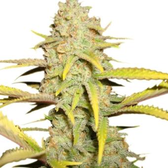 Auto OG Kush genetics - картинка 4