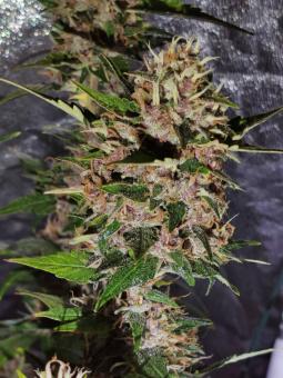 Blueberry Haze genetics - картинка 1