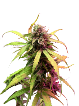 Easy Bud Auto - картинка 9