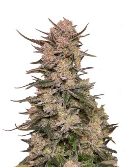 Lemon Pie Auto - картинка 6