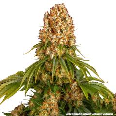 Orange Sherbert
