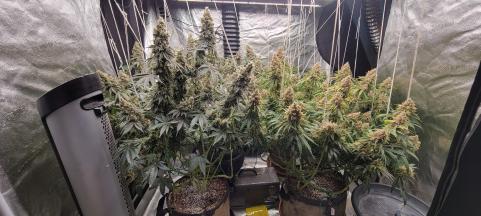 Auto Diesel genetics - картинка 1